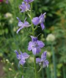 Delphinium ajacis