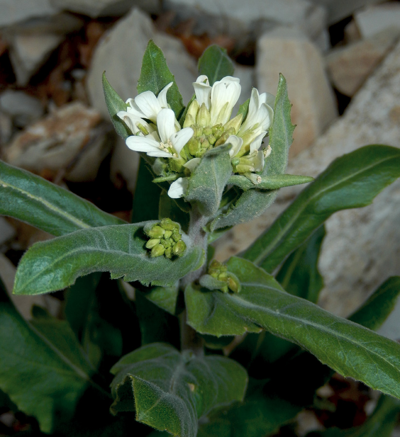 Image of Arabis turrita specimen.