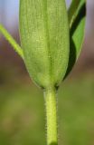 Stellaria holostea