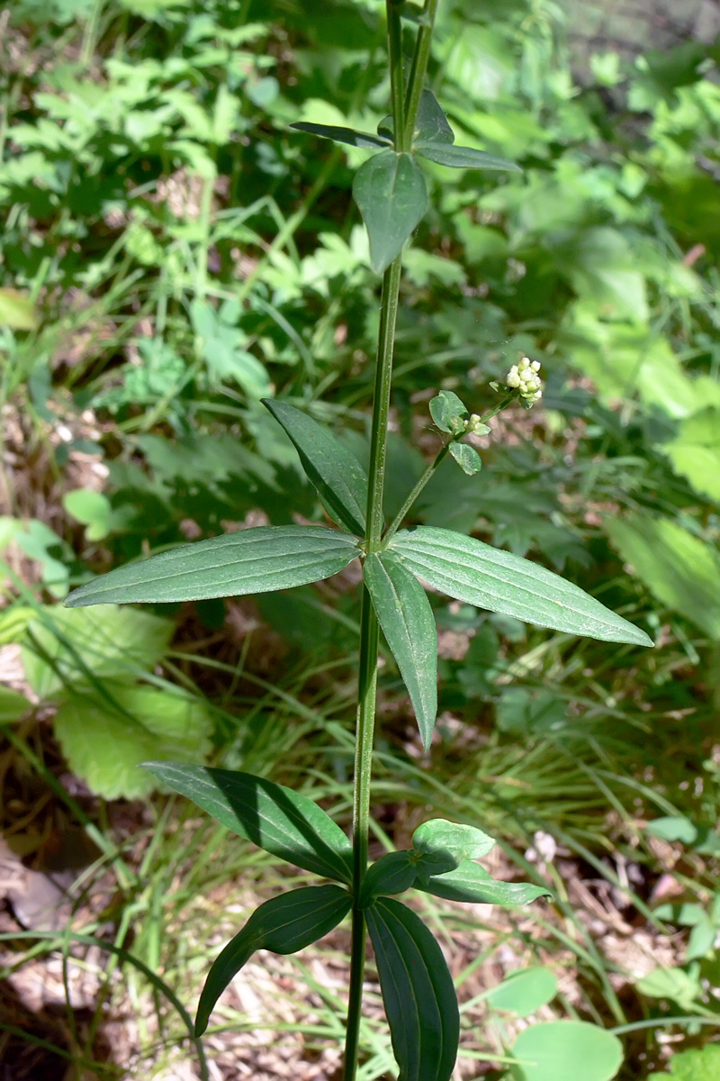 Изображение особи Galium boreale.