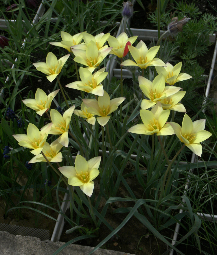 Изображение особи Tulipa clusiana.