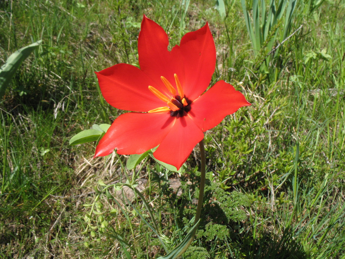 Image of Tulipa zenaidae specimen.