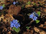 Omphalodes verna