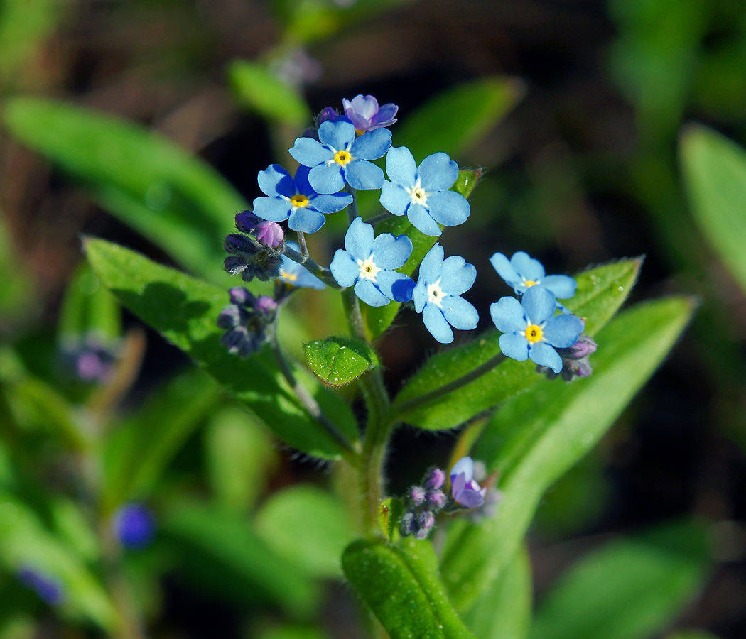 Изображение особи Myosotis sylvatica.