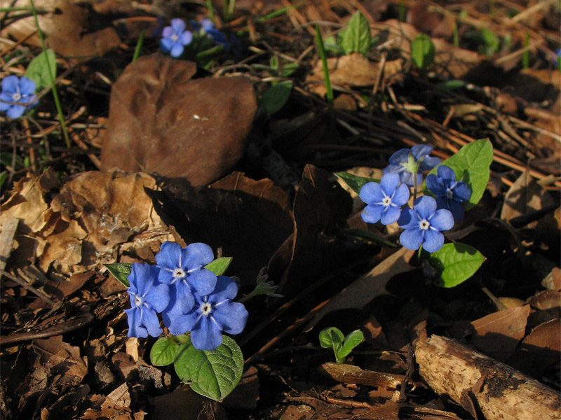 Image of Omphalodes verna specimen.