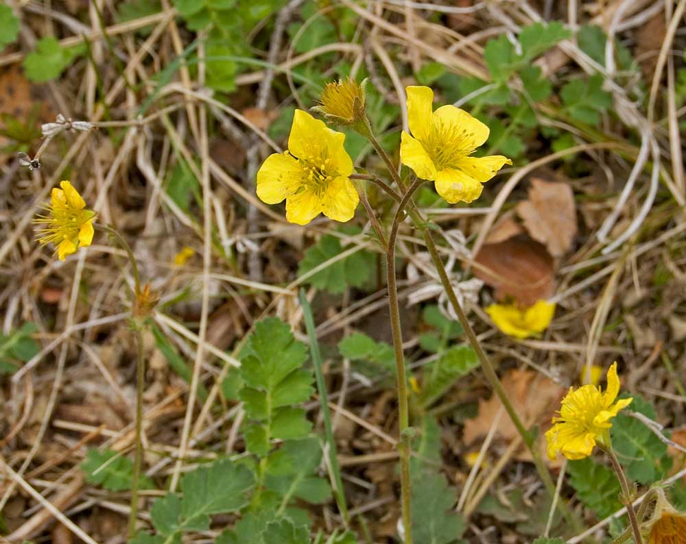 Изображение особи Coluria geoides.