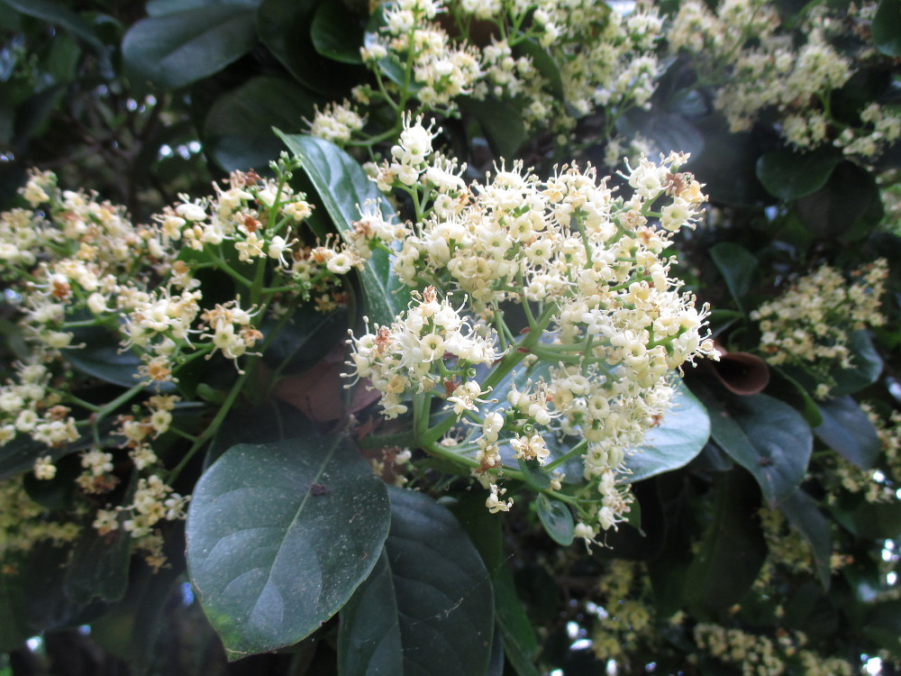 Image of Viburnum odoratissimum specimen.