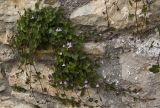 Cymbalaria muralis. Цветущее растение в расщелине каменной кладки. Греция, Пелопоннес, г. Кипарисия, стена Кипариссийского замка. 21.03.2015.
