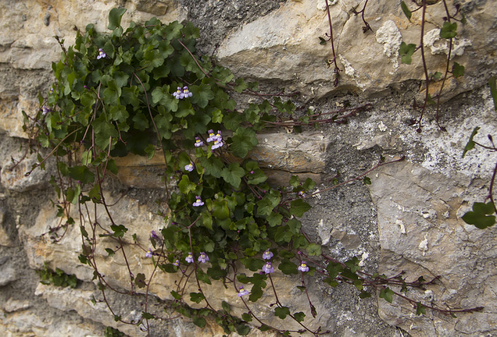 Image of Cymbalaria muralis specimen.