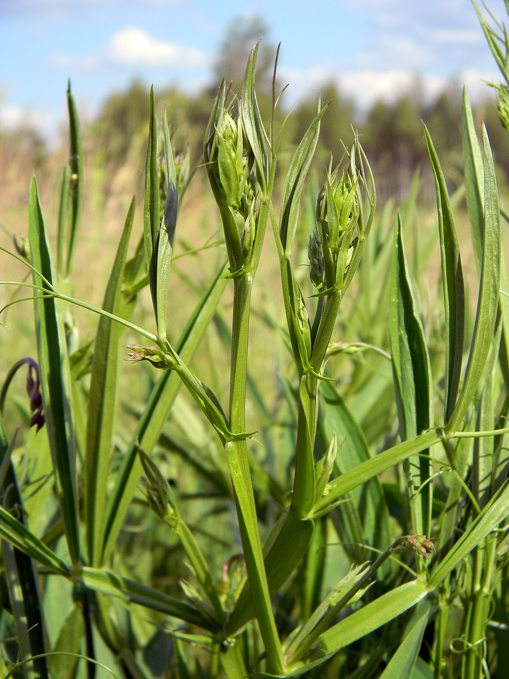 Image of Lathyrus sylvestris specimen.