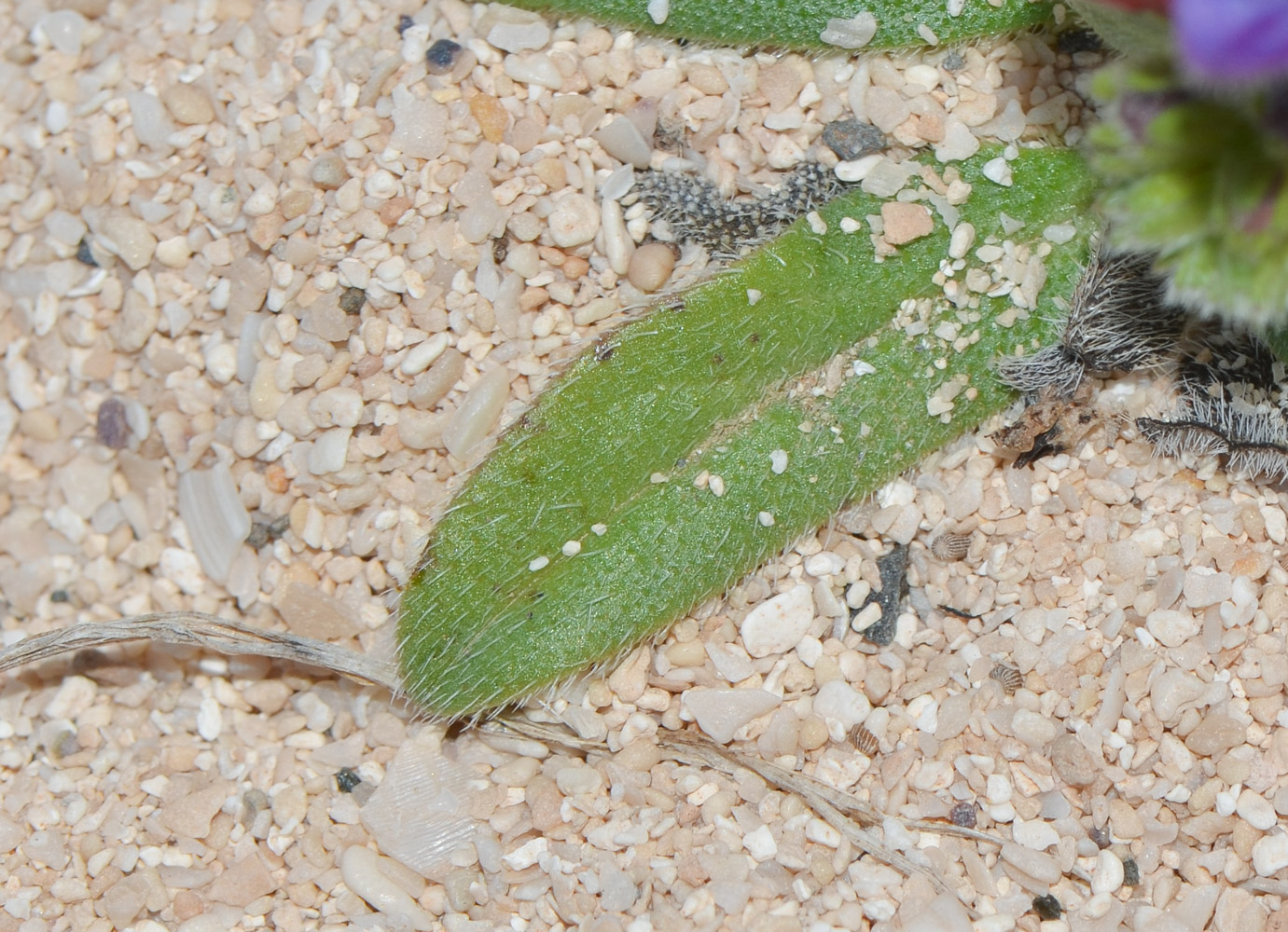 Изображение особи Echium bonnetii.