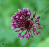 Allium rotundum