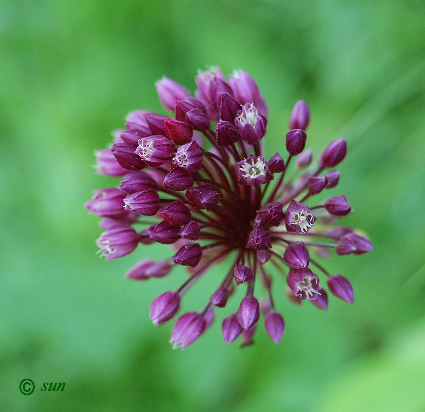 Image of Allium rotundum specimen.