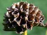 Trollius europaeus