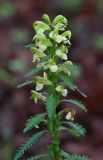 Pedicularis mandshurica. Соцветие. Приморский край, Тернейский р-н, окр. пгт Терней, дубовый лес вблизи морского побережья. 13.06.2016.