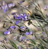 Polygala tenuifolia. Верхушки побегов с соцветиями. Республика Бурятия, окр. г. Улан-Удэ, долина р. Верхняя Берёзовка, сухой каменисто-щебнистый склон. 18.06.2016.