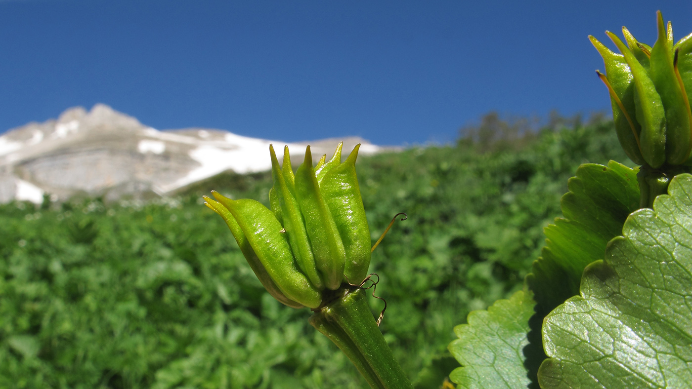 Image of Caltha polypetala specimen.