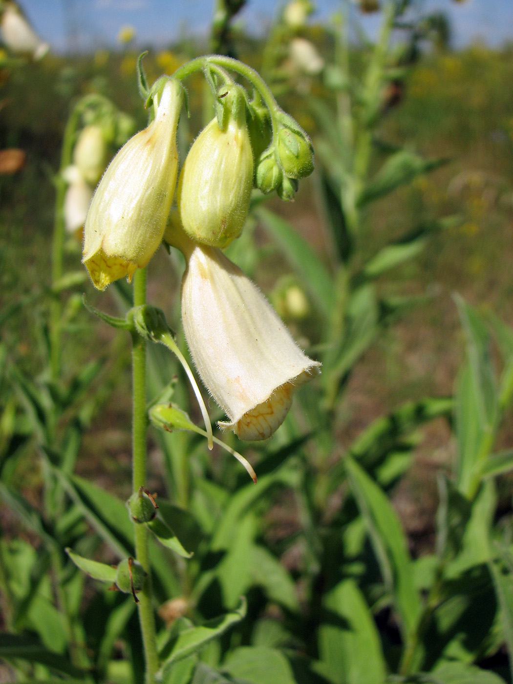 Image of Digitalis grandiflora specimen.