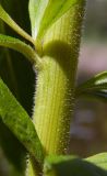 Solidago canadensis