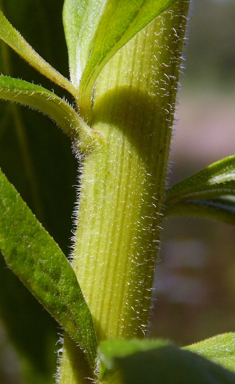 Image of Solidago canadensis specimen.