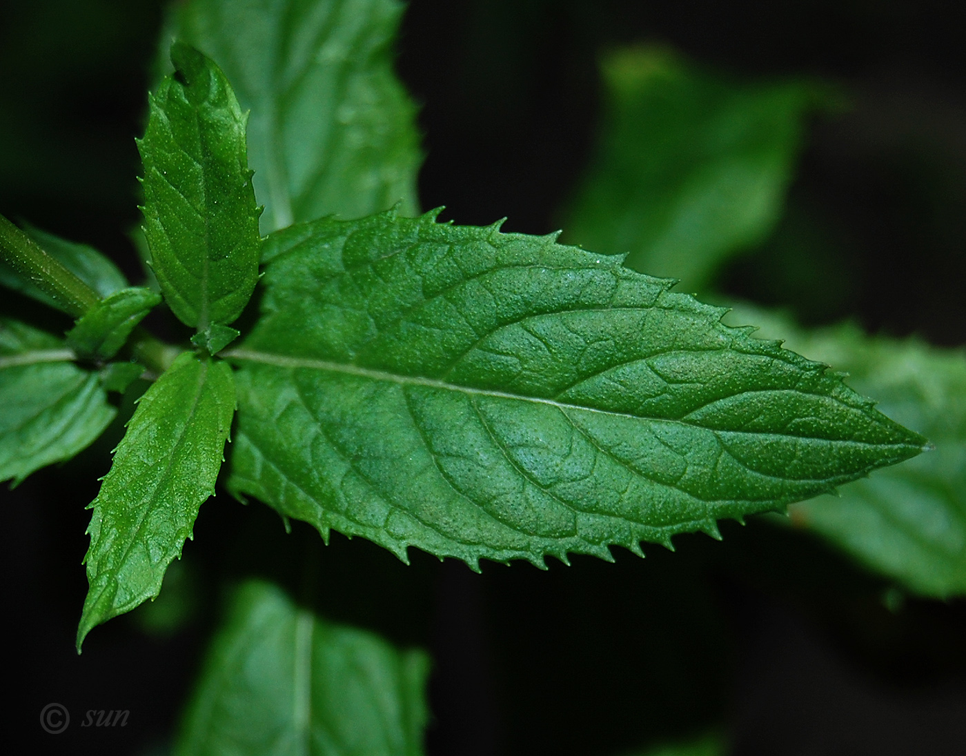 Image of Mentha spicata specimen.