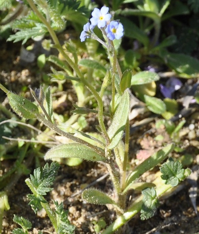 Изображение особи Myosotis cadmea.