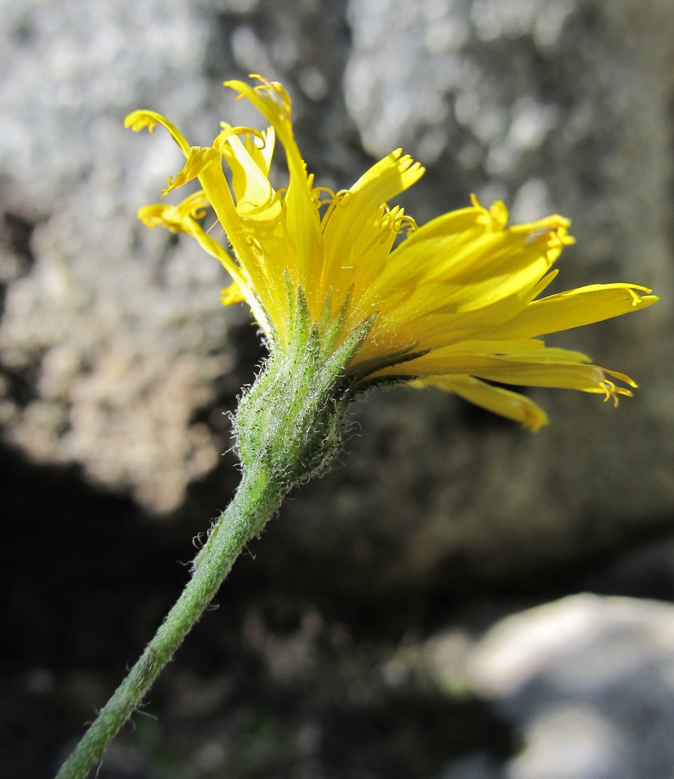 Image of genus Hieracium specimen.