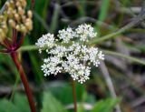 Ligusticum scoticum. Соцветие. Исландия, полуостров Снайфедльснес, приморский луг. 08.08.2016.