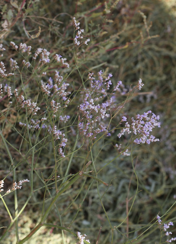 Изображение особи Limonium bungei.