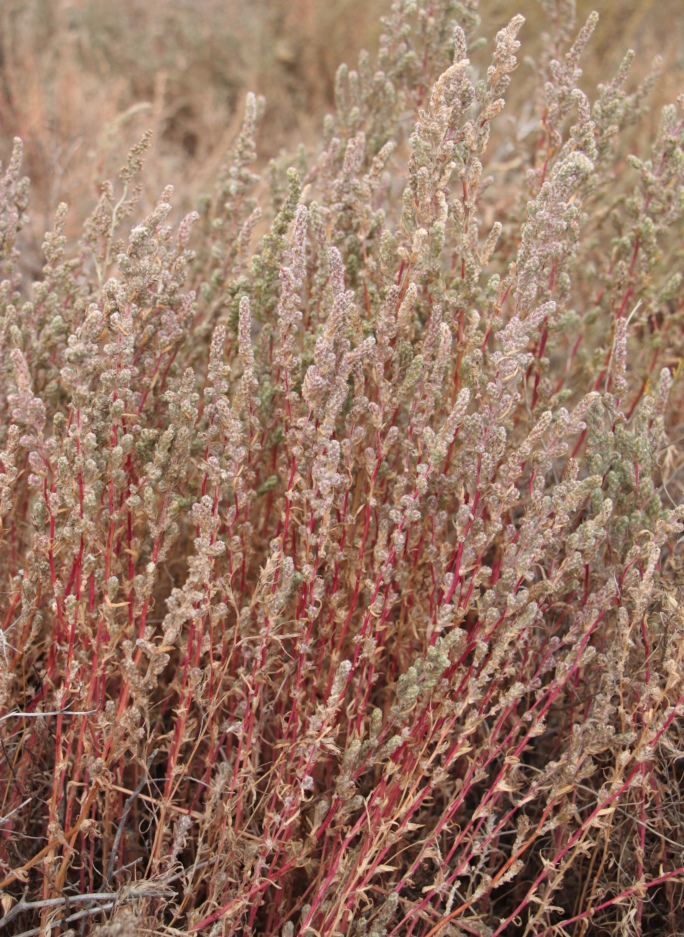 Image of Bassia hyssopifolia specimen.