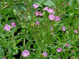 Epilobium hirsutum. Верхушка цветущего и плодоносящего растения. Украина, Ивано-Франковская обл., Поляницкий региональный ландшафтный парк, \"Скалы Довбуша\", склон горы, граница елово-букового леса и сенокосного луга, 14.07.2016.