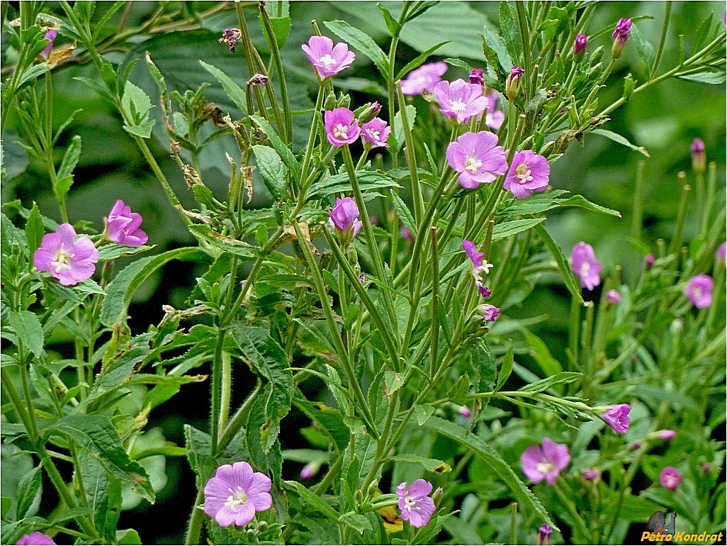 Image of Epilobium hirsutum specimen.