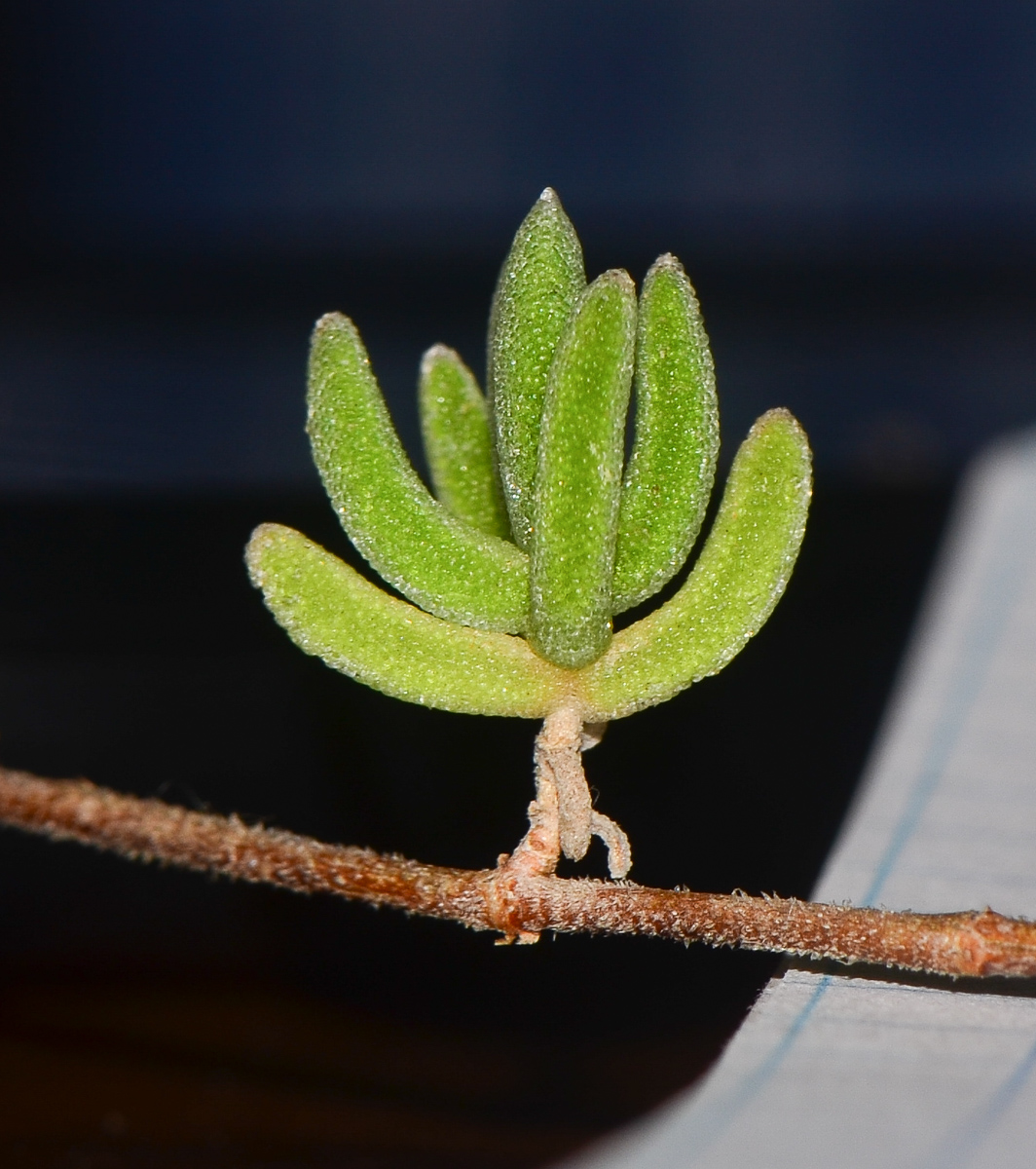 Image of Drosanthemum floribundum specimen.