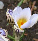 Crocus reticulatus