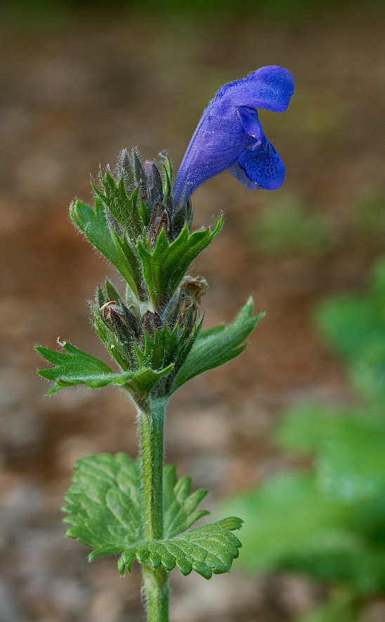 Image of Dracocephalum grandiflorum specimen.