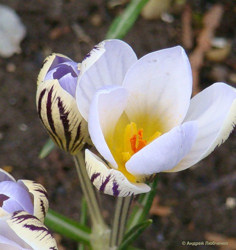 Image of Crocus reticulatus specimen.