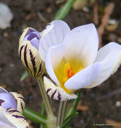 Изображение особи Crocus reticulatus.