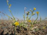 Chondrilla juncea. Цветущее и плодоносящее растение. Южный Казахстан, Сырдарьинский Каратау, щебенистый конус выноса из ущ. Беркара, зона выпаса овец. 31 августа 2016 г.