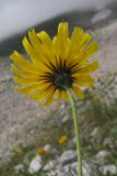 Hieracium macrolepis