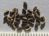 Marrubium leonuroides