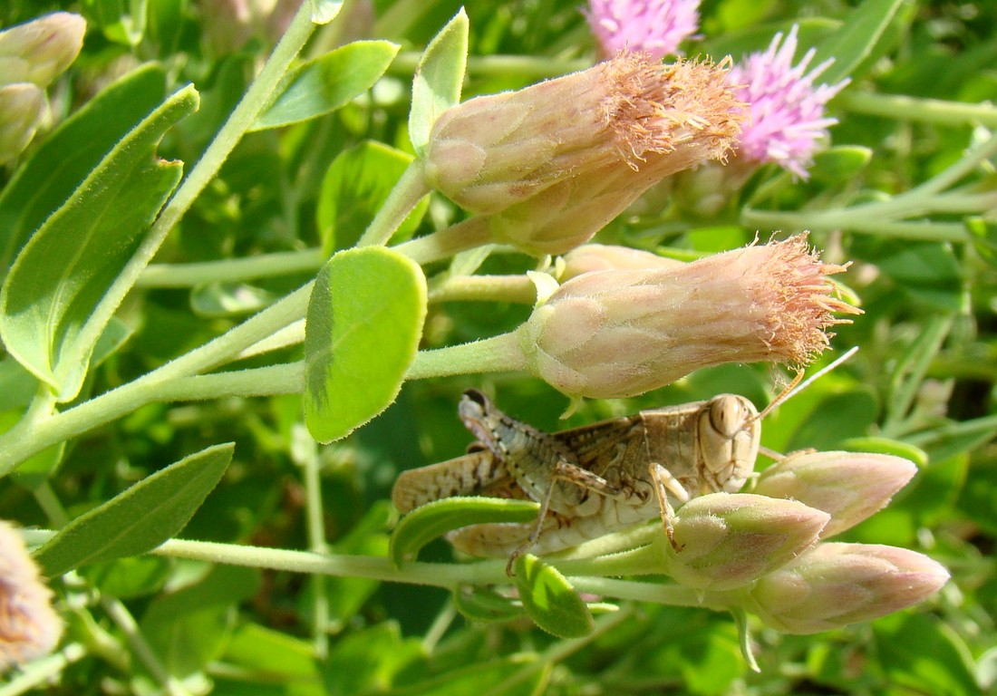 Image of Karelinia caspia specimen.