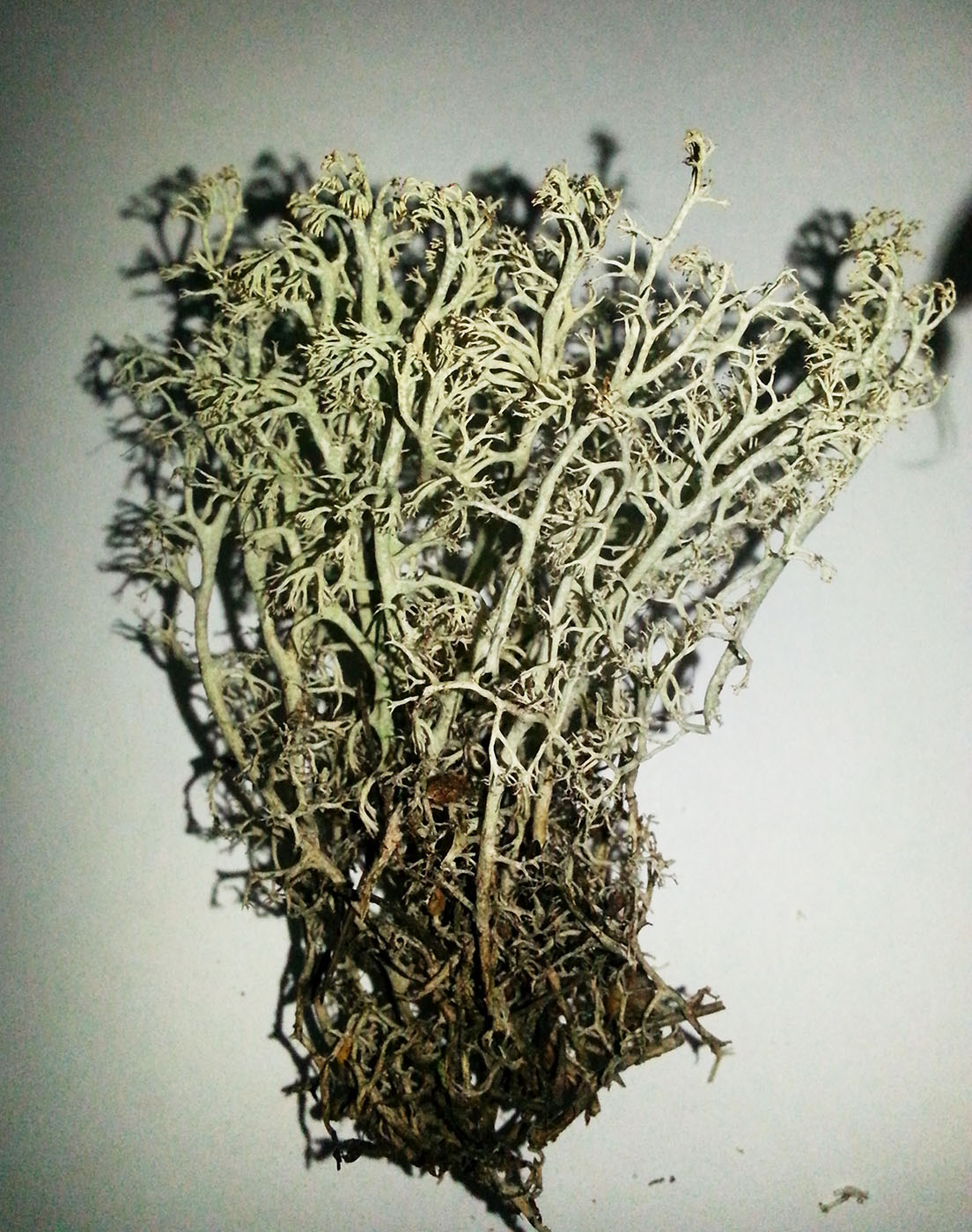 Image of Cladonia rangiferina specimen.