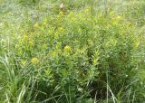 Euphorbia semivillosa. Цветущее и плодоносящее растение. Украина, Запорожская обл., Розовский р-н, буферная зона заповедника Каменные могилы. 08.06.2016.