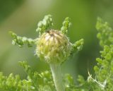 genus Anthemis