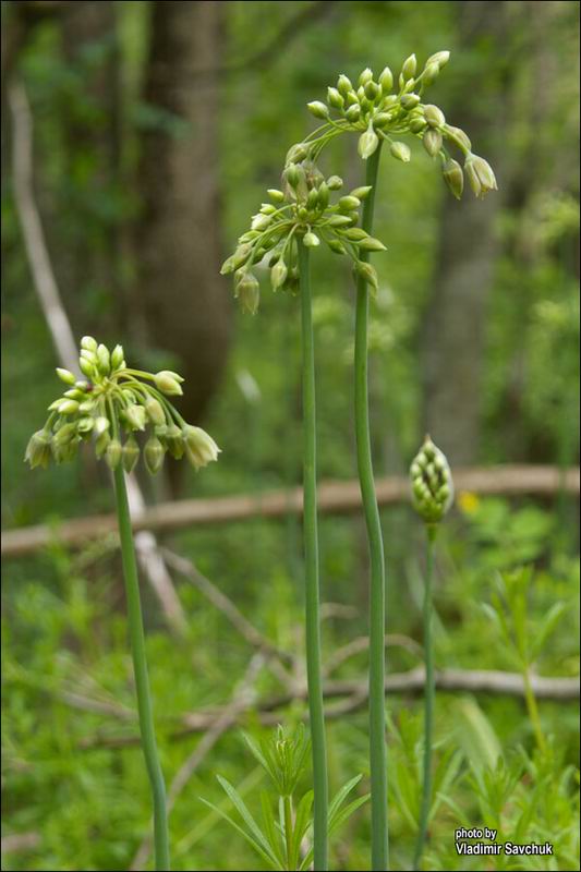 Image of Nectaroscordum bulgaricum specimen.