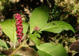 Phytolacca acinosa