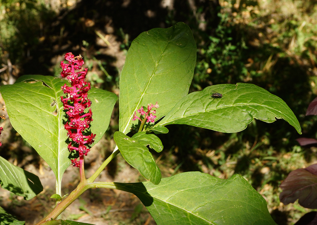 Image of Phytolacca acinosa specimen.