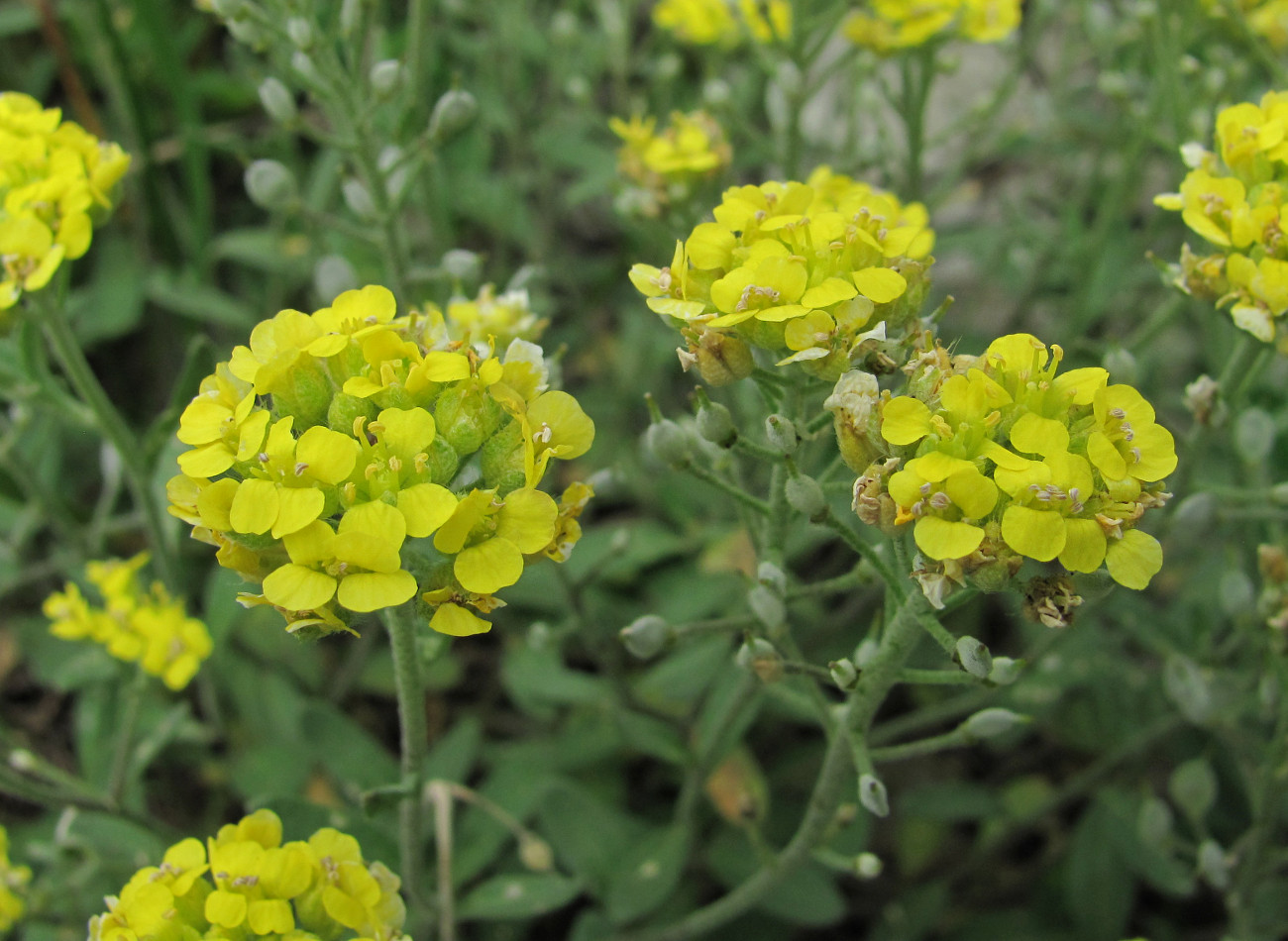 Изображение особи Alyssum trichostachyum.