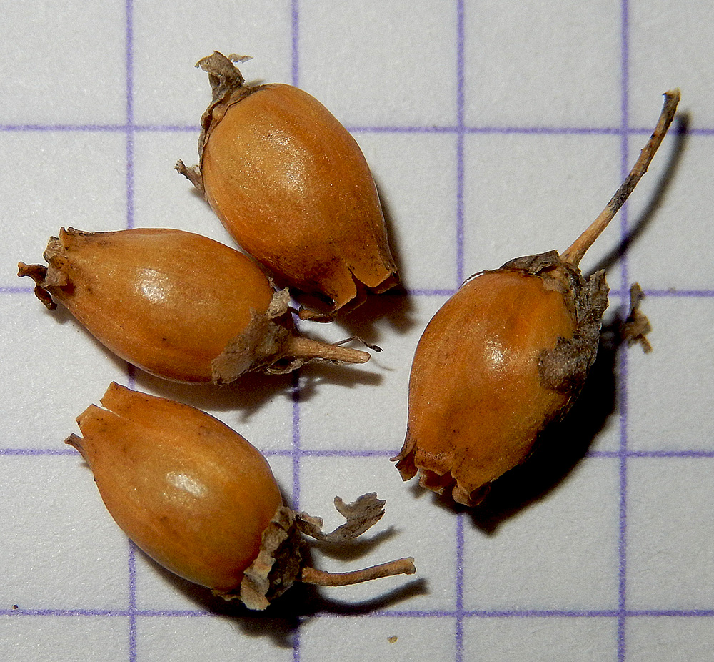 Image of Silene densiflora specimen.