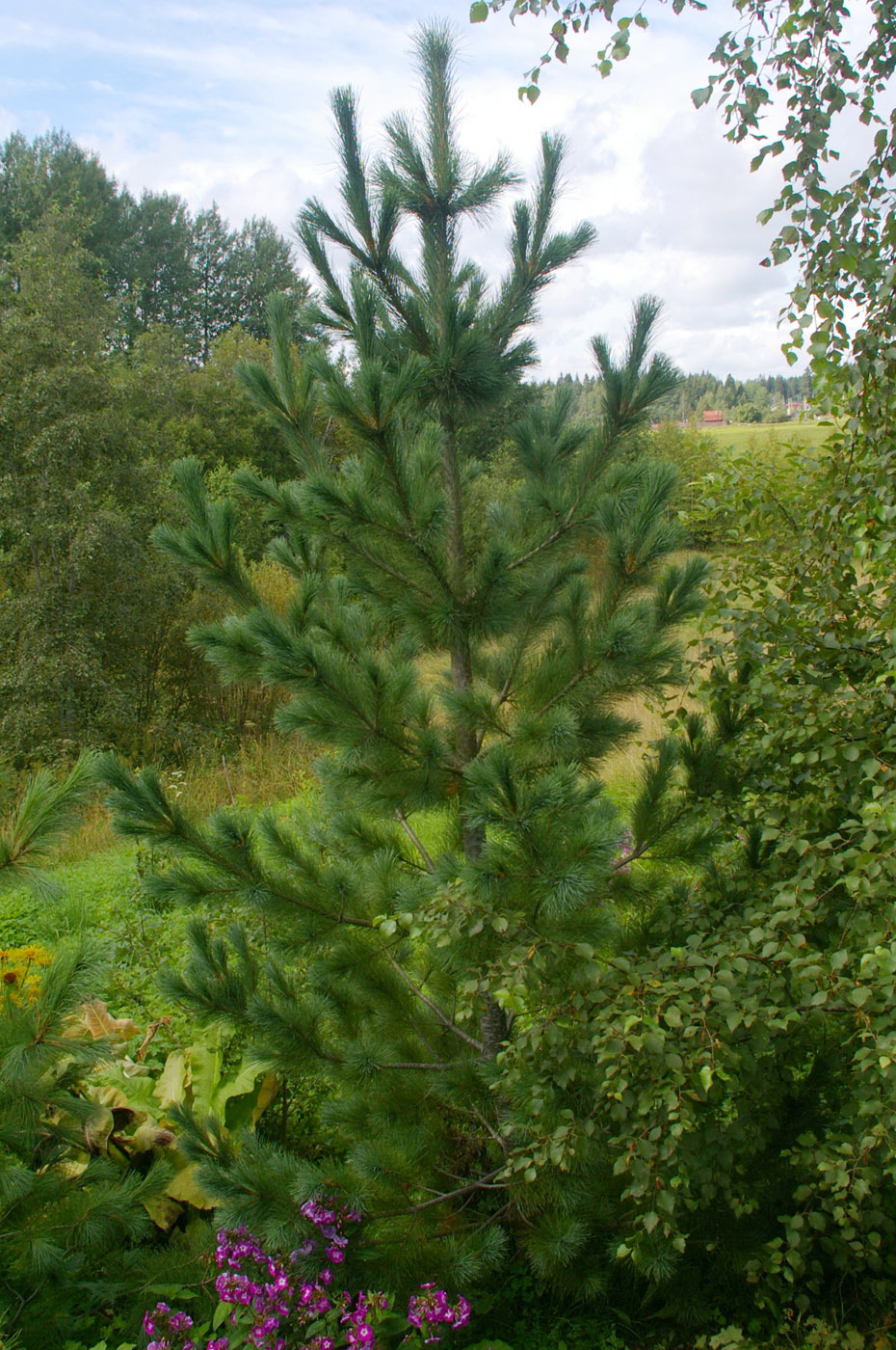 Image of Pinus strobus specimen.